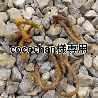 cocochan様専用(野菜)