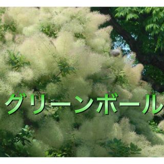 スモークツリー苗グリーンボール苗木  花木(その他)