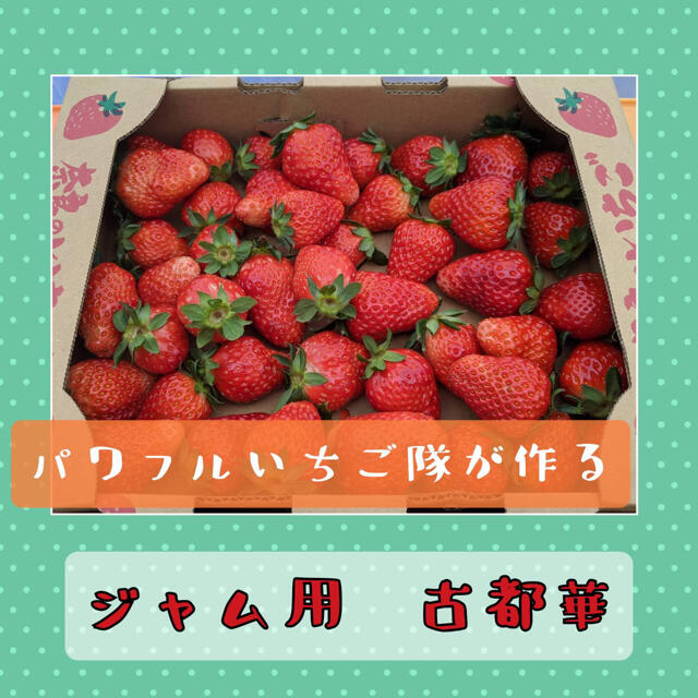 土曜日発送 ジャム用いちご 奈良県産 高級いちご【古都華】1kg 食品/飲料/酒の食品(フルーツ)の商品写真