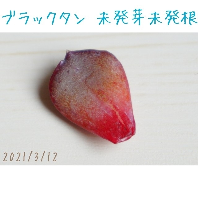 【レア 新品種】ブラックタン 葉挿し 未発芽未発根 １枚 多肉植物 ハンドメイドのフラワー/ガーデン(その他)の商品写真