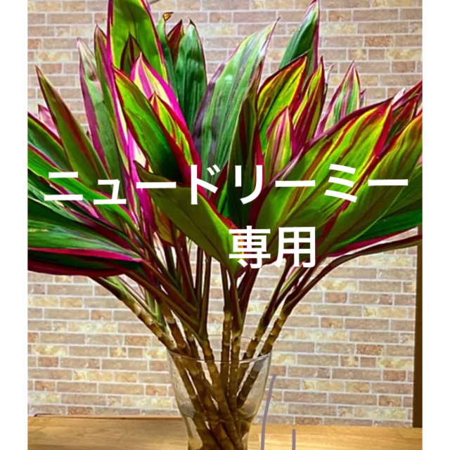 観葉植物　ドラセナ　ニュードリーミー　水栽培