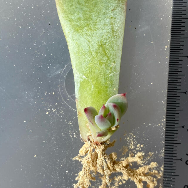 多肉植物♡韓国苗♡桃太郎の葉挿し一つ（2枚目写真）♡エケベリア ハンドメイドのフラワー/ガーデン(ドライフラワー)の商品写真