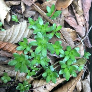 ツル万年草　多肉植物 カット苗　20カット(その他)