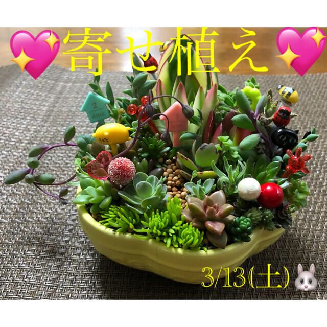 多肉植物❤︎寄せ植え❤︎このまま飾れます♪ ハンドメイドのフラワー/ガーデン(その他)の商品写真