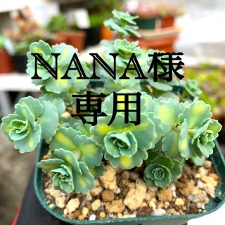 多肉植物　斑入りミセバヤ❣️美苗　抜き苗(その他)