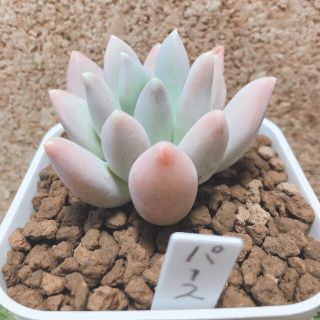 多肉植物　ムーンシルバー　パキベリア　購入前コメント下さい。(その他)