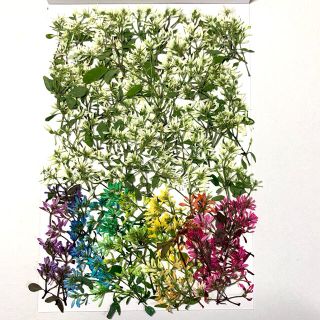 モモ☆様専用です【ユーフォルビア白多め、染色】押し花(ドライフラワー)