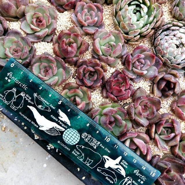 韓国苗　エケベリア　ブラッククイーン　多肉植物 ハンドメイドのフラワー/ガーデン(その他)の商品写真
