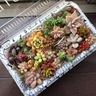 多肉植物カット苗セット(その他)