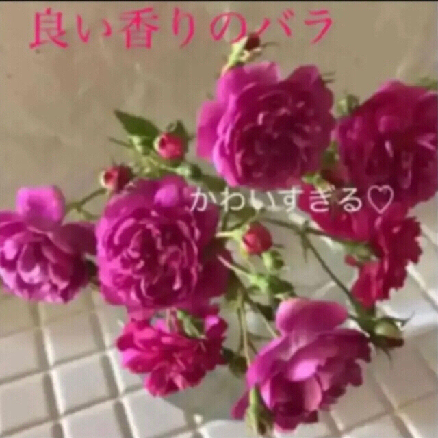 ぴーちゃんさま2点 ᵔᴥᵔ C Dスイートチャリオットの通販 By ひろおんたま ラクマ ぴーちゃんさま2点 ᵔᴥᵔ C Dスイートチャリオットの通販 By ひろおんたま ラクマ