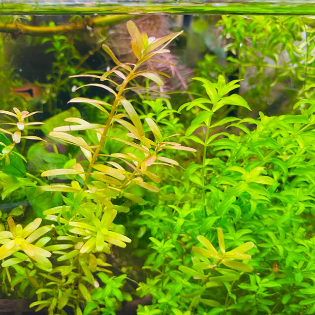 ロタラインディカ 水草 アクアリウム 無農薬の通販 By こぎま ラクマ ロタラインディカ 水草 アクアリウム 無農薬の通販 By こぎま ラクマ