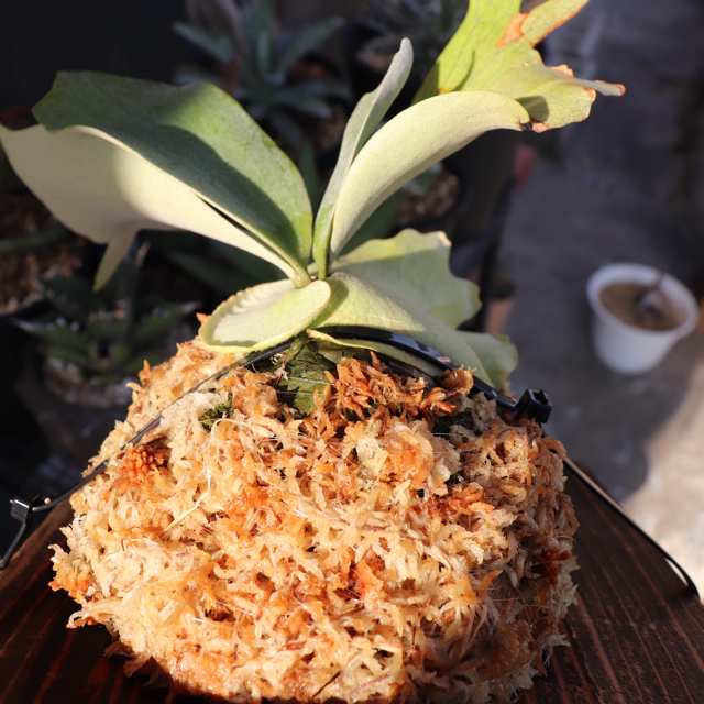 コウモリラン ビカクシダ ウィリンキーの通販 By Plants Shop ラクマ コウモリラン ビカクシダ ウィリンキーの通販 By Plants Shop ラクマ