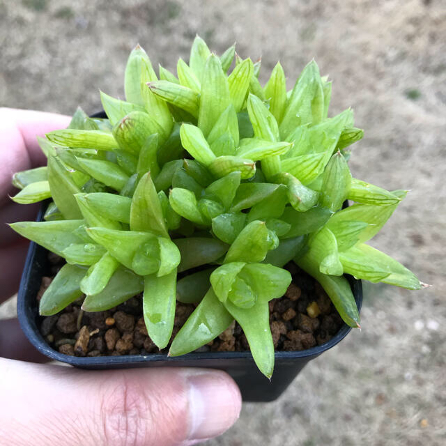 多肉植物 ハオルチア 京の華 群生の通販 By わかば ラクマ 多肉植物 ハオルチア 京の華 群生の通販 By わかば ラクマ