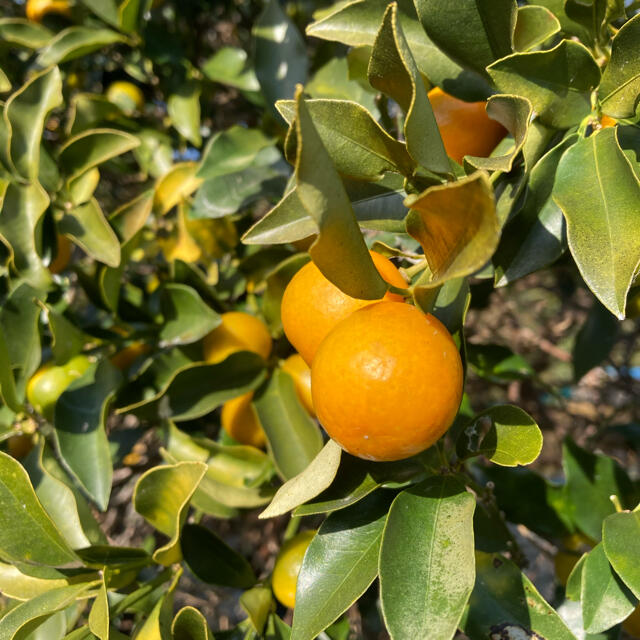 orange＿tuile様　専用ページ　金柑 食品/飲料/酒の食品(フルーツ)の商品写真