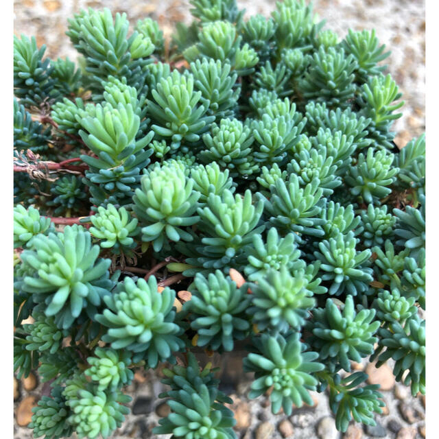 多肉植物❤︎パリダム❤︎抜き苗♪