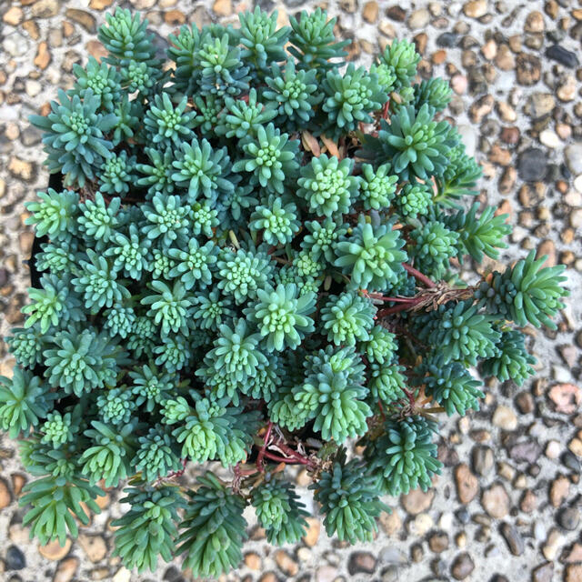 多肉植物❤︎パリダム❤︎抜き苗♪