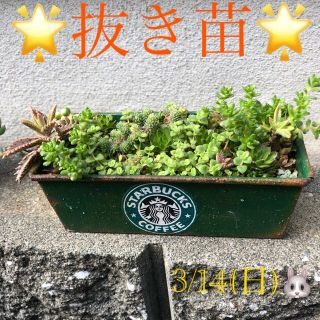 多肉植物❤︎寄せ植え❤︎鉢の中身全部❤︎抜き苗♪(その他)