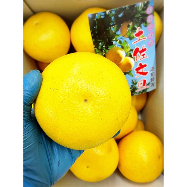 文旦箱入り【土佐文旦】2Lサイズ (約20玉前後)箱含めたっぷり11kg ！ 食品/飲料/酒の食品(フルーツ)の商品写真