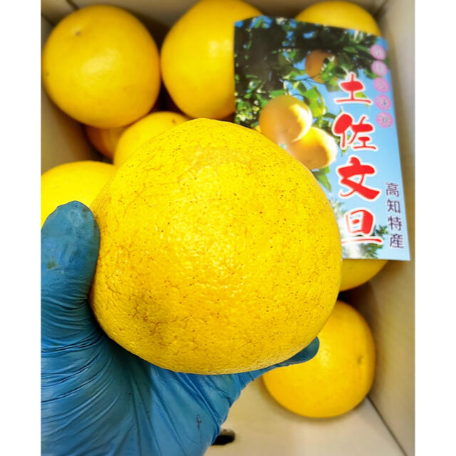 文旦箱入り【土佐文旦】2Lサイズ (約20玉前後)箱含めたっぷり11kg ！ 食品/飲料/酒の食品(フルーツ)の商品写真