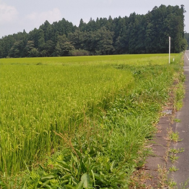 令和2年産栃木県特一等米コシヒカリ玄米30キロ無農薬にて、作ったお米