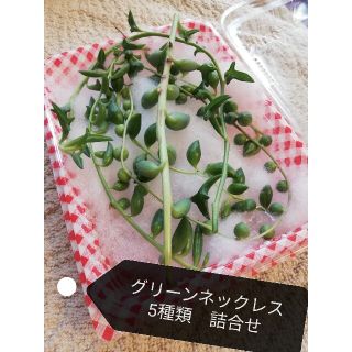 多肉植物グリーンネックレス　5種類　アーモンド、ピーチ、ドルフィン、エンジェル等(その他)