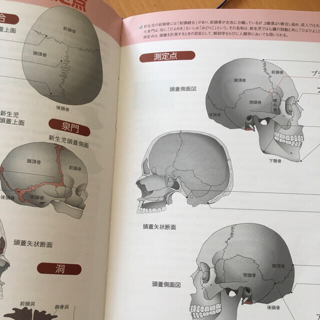 骨単　脳単 エンタメ/ホビーの本(健康/医学)の商品写真