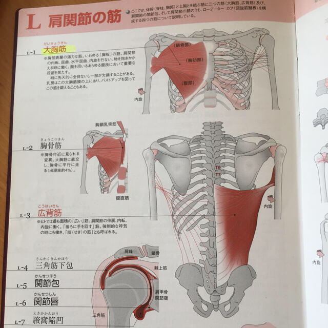 肉単　 エンタメ/ホビーの本(健康/医学)の商品写真