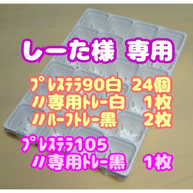 【スリット鉢】プレステラ90白24個＋専用システムトレー白1枚 他 多肉植物