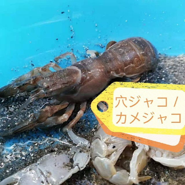 ヤビーポンプ 穴ジャコ カメジャコ スナモグリ 釣餌 潮干狩り ヤビーポンプ 穴ジャコ カメジャコ スナモグリ 釣餌 潮干狩り