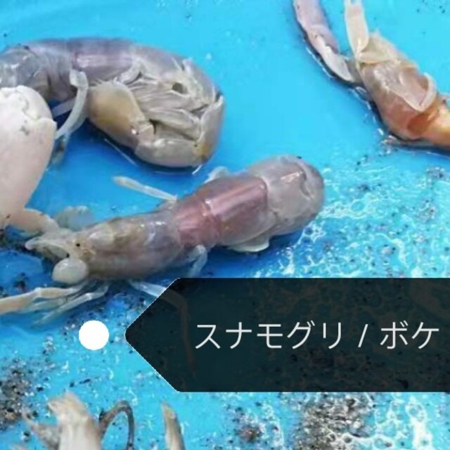 ヤビーポンプ 穴ジャコ カメジャコ スナモグリ 釣餌 潮干狩り ウナギ釣 黒鯛釣の通販 By Aka S Shop ラクマ