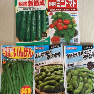 野菜の種7種類　きゅうり、ミニトマト、いんげん、枝豆、茶豆、小中かぶ、小松菜(野菜)