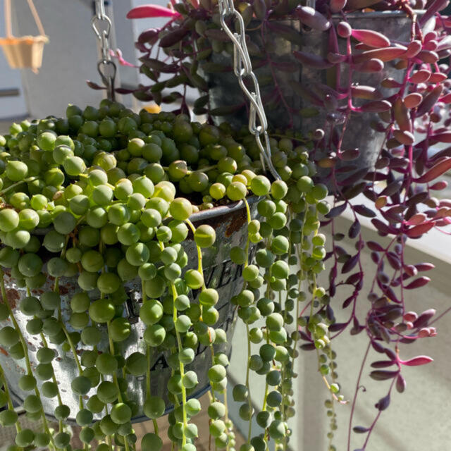 多肉植物 グリーンネックレス ハンドメイドのフラワー/ガーデン(その他)の商品写真