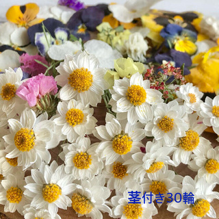 ドライフラワー花材セットNo.125⁑花かんざし（茎つき×30輪）❇︎ビオラ(ドライフラワー)