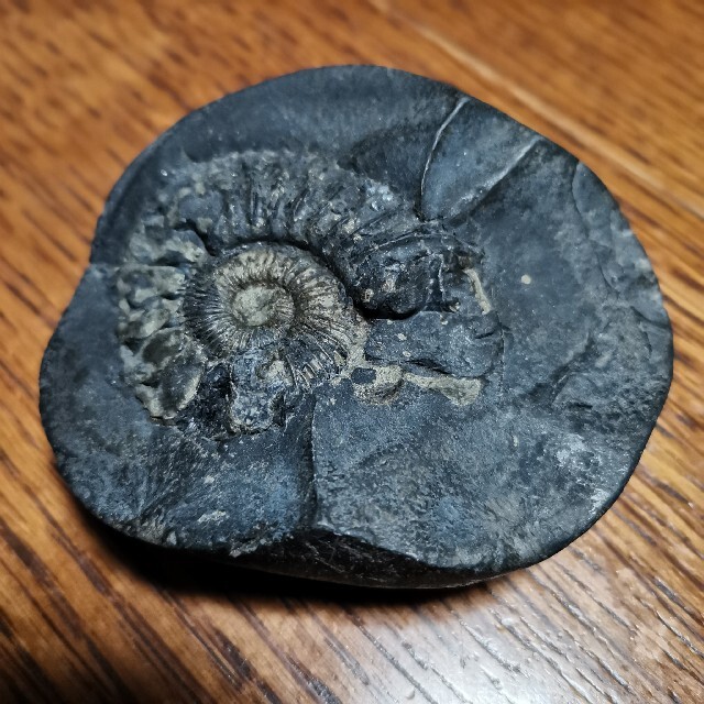 アンモナイトの化石 エンタメ/ホビーのコレクション(その他)の商品写真