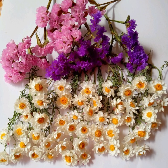 ドライフラワー、花かんざしスターチス ハンドメイドのフラワー/ガーデン(ドライフラワー)の商品写真
