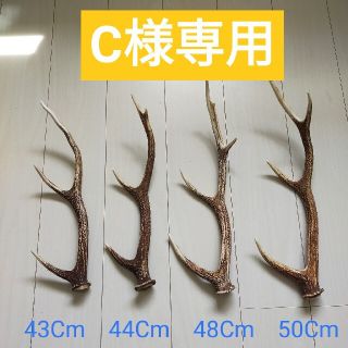 鹿の角　4本(置物)