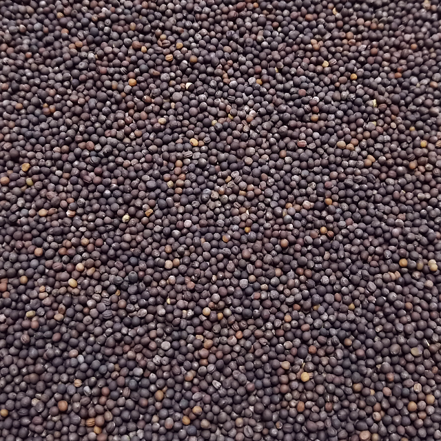 ベビーリーフ種子 B-08 縮緬グリーンケール 2.5ml 約610粒 x 2袋 食品/飲料/酒の食品(野菜)の商品写真