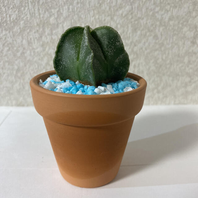 アストロフィツム　サボテン　多肉植物 ハンドメイドのフラワー/ガーデン(ドライフラワー)の商品写真