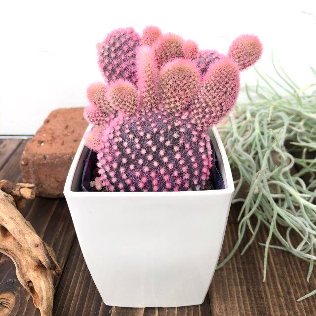 ピンクのバニーカクタス サボテン かわいい プレゼント 多肉植物の通販 By チェルシー ちいさい植物の販売店 ラクマ