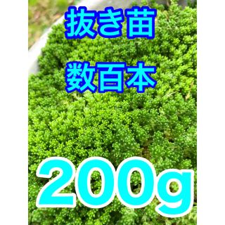 多肉植物　セダム抜き苗　モリモリ200g  即購入歓迎(その他)