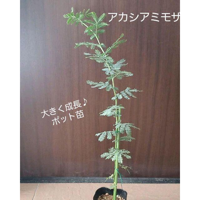 大きく成長中♪　ミモザアカシア　（ギンヨウアカシア）　ポット苗102　観葉植物 ハンドメイドのフラワー/ガーデン(プランター)の商品写真