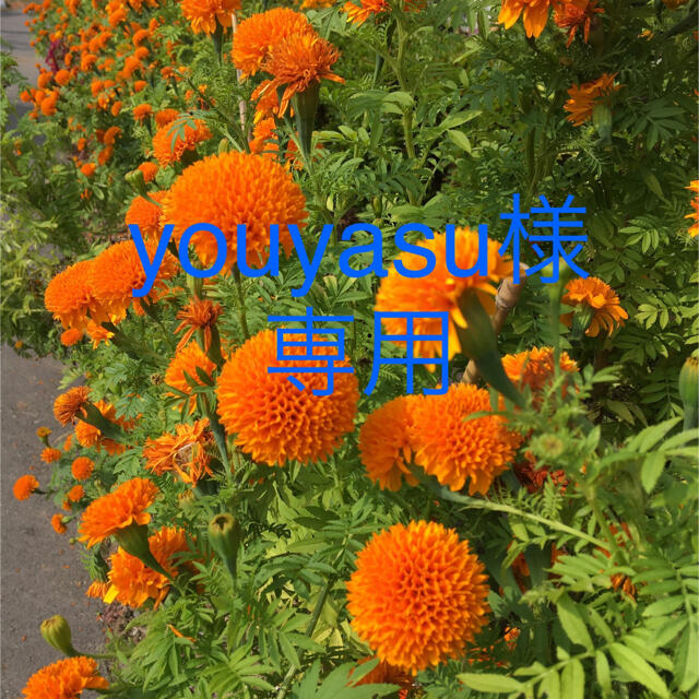 マリーゴールド・ローゼルの種子 ハンドメイドのフラワー/ガーデン(その他)の商品写真