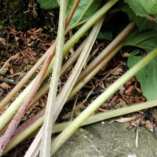 天然ふき　蕗　無農薬野菜 食品/飲料/酒の食品(野菜)の商品写真