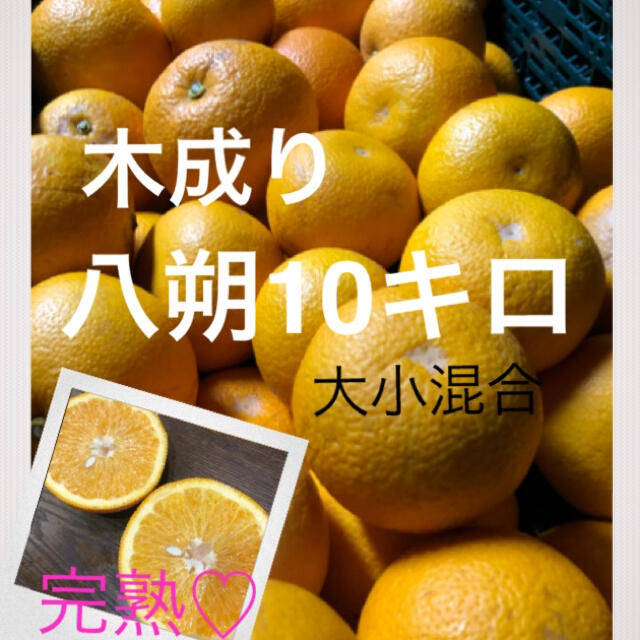 和歌山県産　有田の木成り八朔大小混合10キロ 食品/飲料/酒の食品(フルーツ)の商品写真