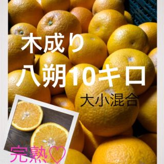 和歌山県産　有田の木成り八朔大小混合10キロ(フルーツ)