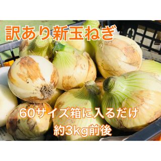 淡路島産　訳ありたまねぎ　60サイズ箱に入るだけ約3kg (野菜)