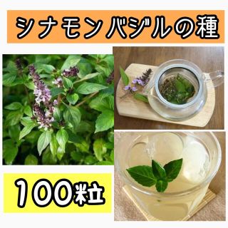 シナモンバジルの種100粒(プランター)