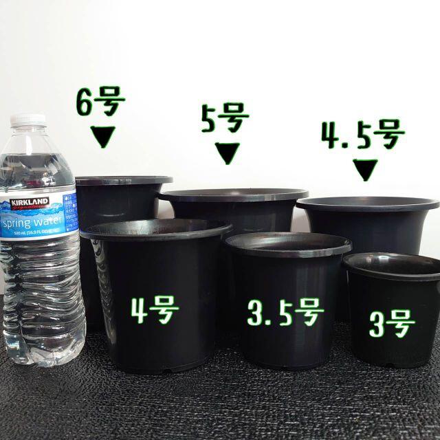 7個 5号 5寸 16cm 丸鉢 プラ鉢 黒 ブラックの通販 By Plants Bomb ラクマ 7個 5号 5寸 16cm 丸鉢 プラ鉢 黒 ブラックの通販 By Plants Bomb ラクマ