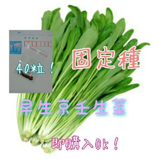 早生京壬生菜 固定種 野菜の種 ハーブの種 水耕栽培 家庭菜園(野菜)