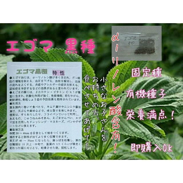 エゴマ 黒種 固定種 野菜の種 ハーブの種 水耕栽培 家庭菜園 スーパーフードの通販 By アルカ S Shop ラクマ エゴマ 黒種 固定種 野菜の種 ハーブの種 水耕栽培 家庭菜園 スーパーフードの通販 By アルカ S Shop ラクマ